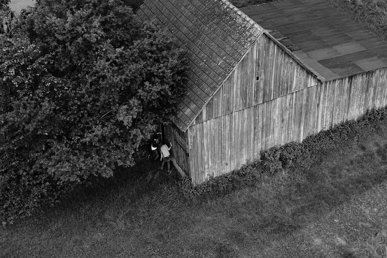 Ontdek de Dansende Bomen in ’t Speulder- en Sprielderbos