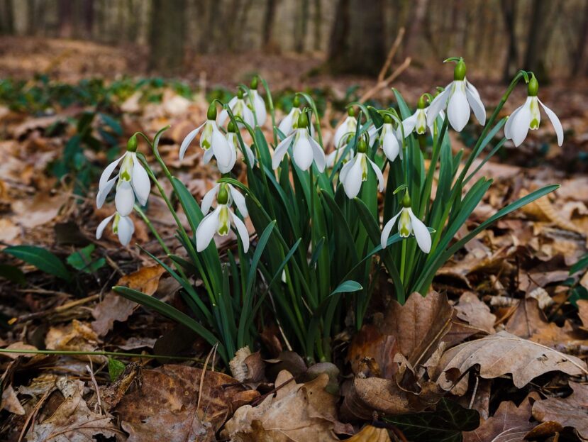 Zo maak je van een boswandeling een mini-avontuur