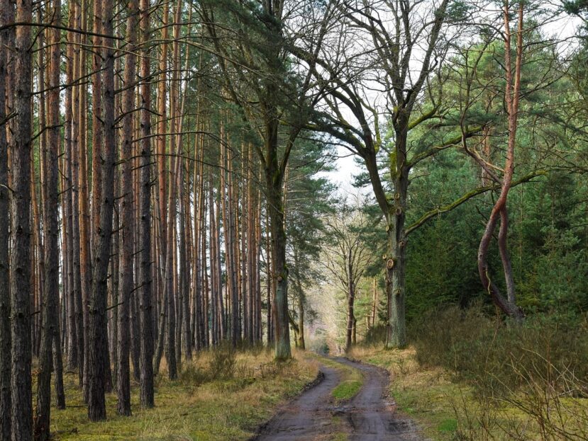 Welke jas neem je mee tijdens een boswandeling?