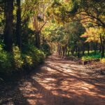 Ontdek de mooiste wandelroutes en overnachtingen op de Veluwe