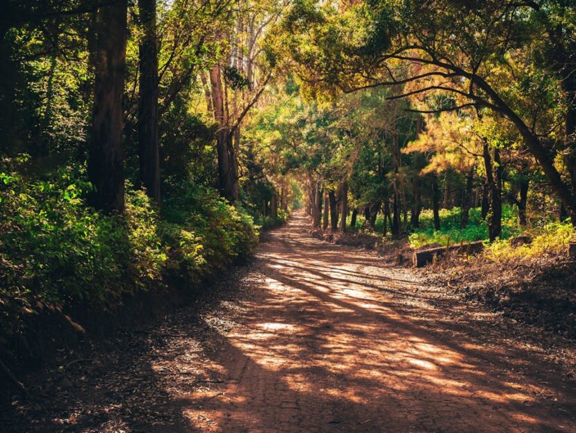 Ontdek de mooiste wandelroutes en overnachtingen op de Veluwe