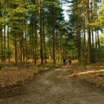 Boswandeling als stresskiller: praktische tips
