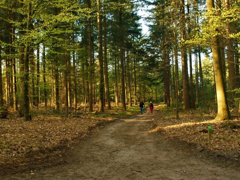 Waarom wandelen in het bos goed is voor je hoofd