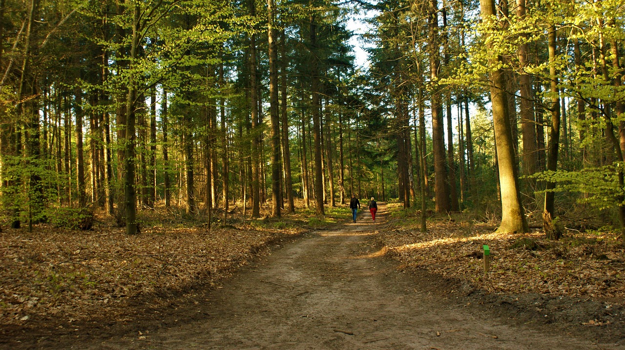 Waarom wandelen in het bos goed is voor je hoofd